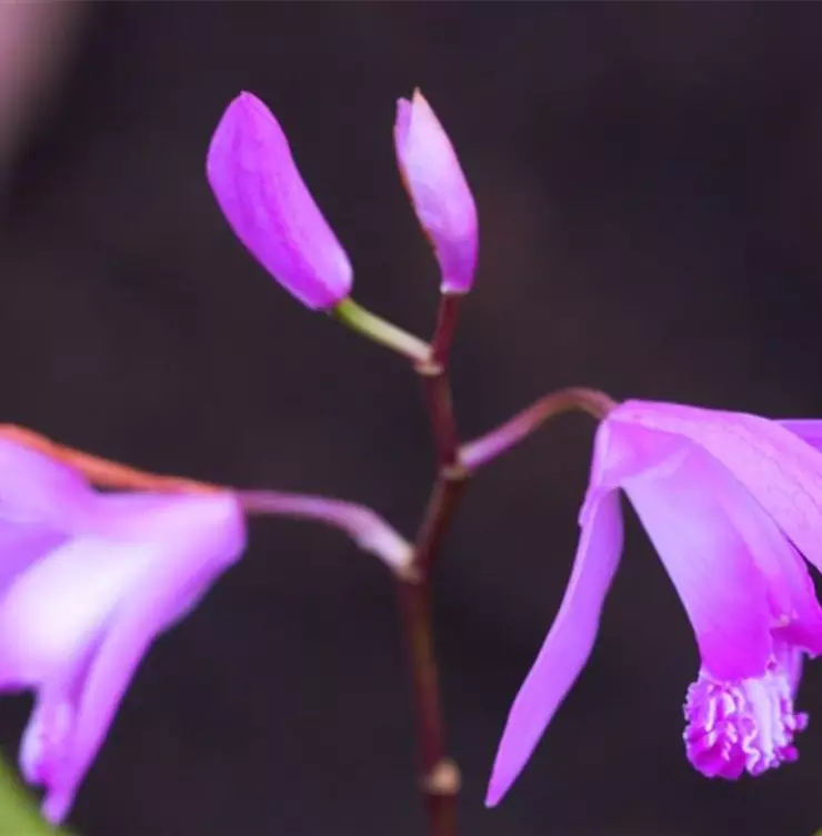 China-Orchidee - Einpflanzen im Garten