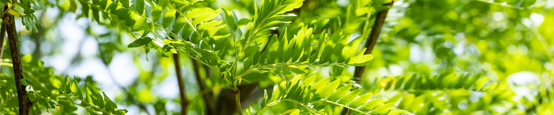 Gleditsia triacanthos 'Skyline'
