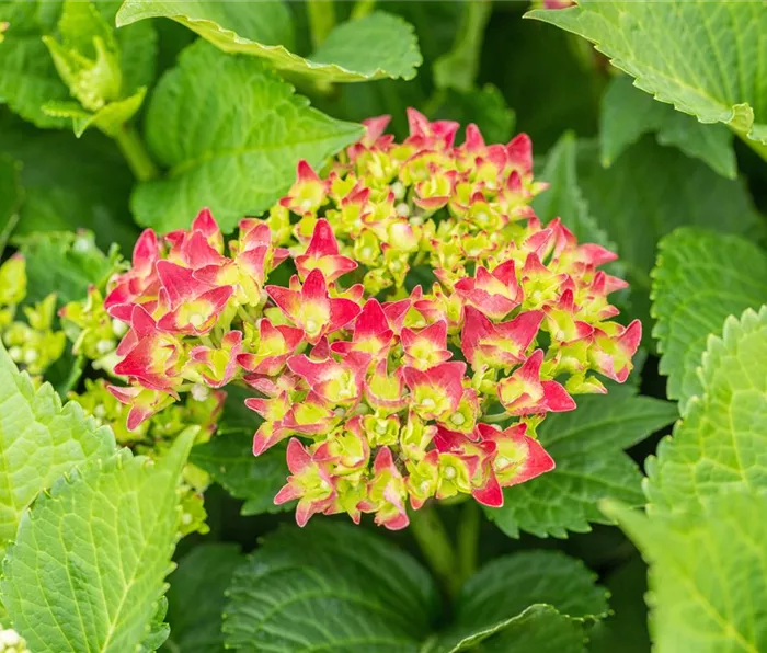 Hydrangea macrophylla 'Hot Red Purple'