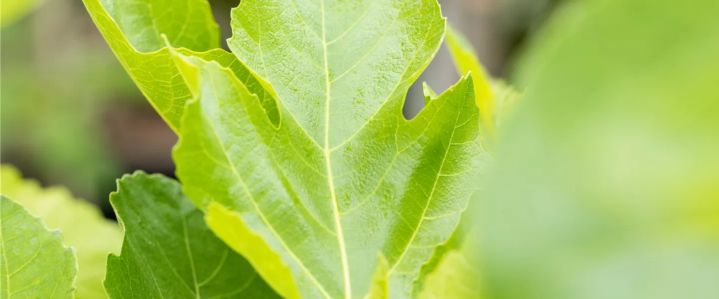 Ficus carica 'Brogiotto Bianco'