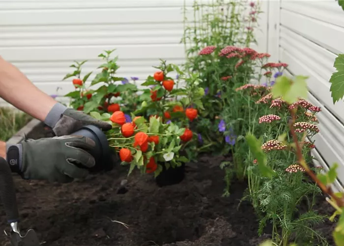 Physalis - Einpflanzen im Garten Physalis - Einpflanzen im Garten
