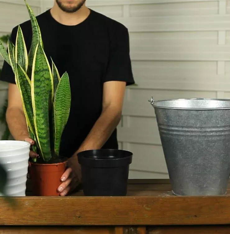 Bogenhanf - Umtopfen