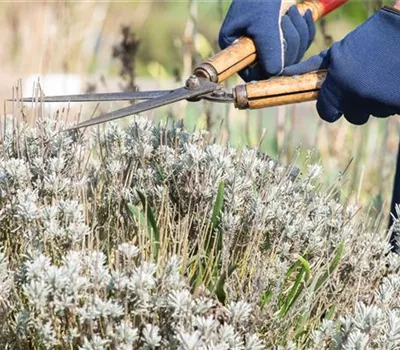 Zeit für den Rückschnitt im Frühjahr