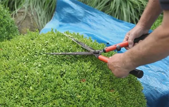 Buchsbaum - Zurückschneiden Buchsbaum - Zurückschneiden