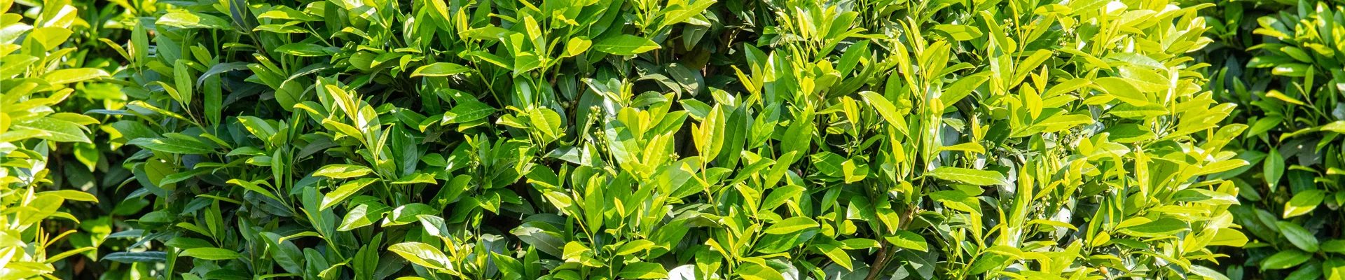 Prunus laurocerasus 'Caucasica'