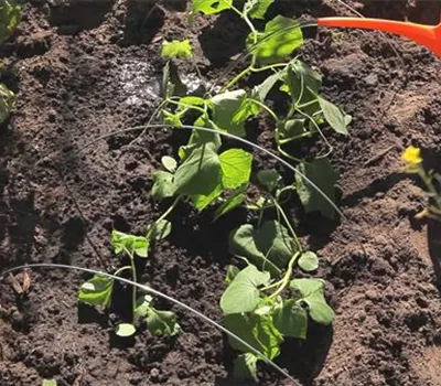 Gurken - Aussaat und Aufzucht Gurken - Aussaat und Aufzucht