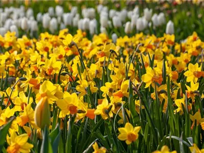 Alpenveilchen pflanzen und bunte Blüten bewundern Alpenveilchen pflanzen und bunte Blüten bewundern