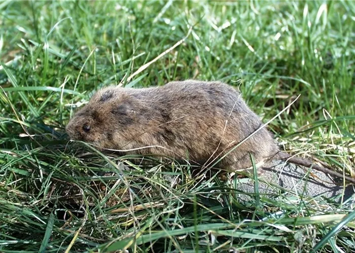 Das jeweils richtige Mittel zur Schädlingsbekämpfung finden Das jeweils richtige Mittel zur Schädlingsbekämpfung finden