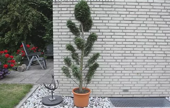 Zypresse - Einpflanzen im Garten Zypresse - Einpflanzen im Garten