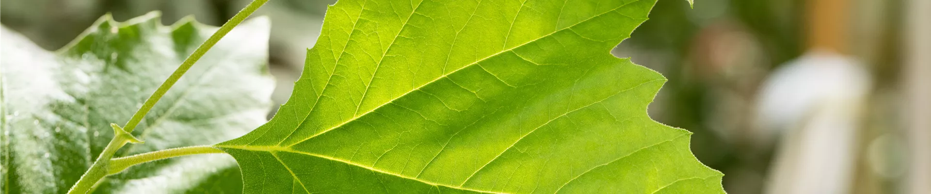 Platanus x hispanica Platanus x hispanica