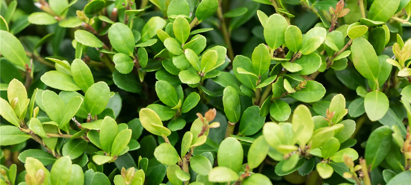 Ilex crenata 'Dark Green'®