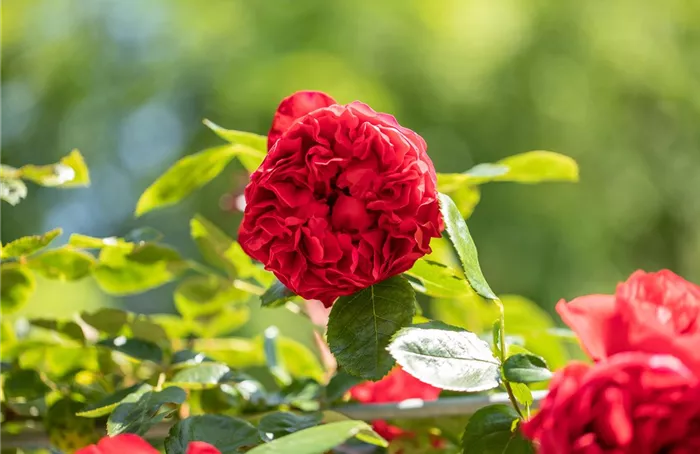 Kletterrose, rot
