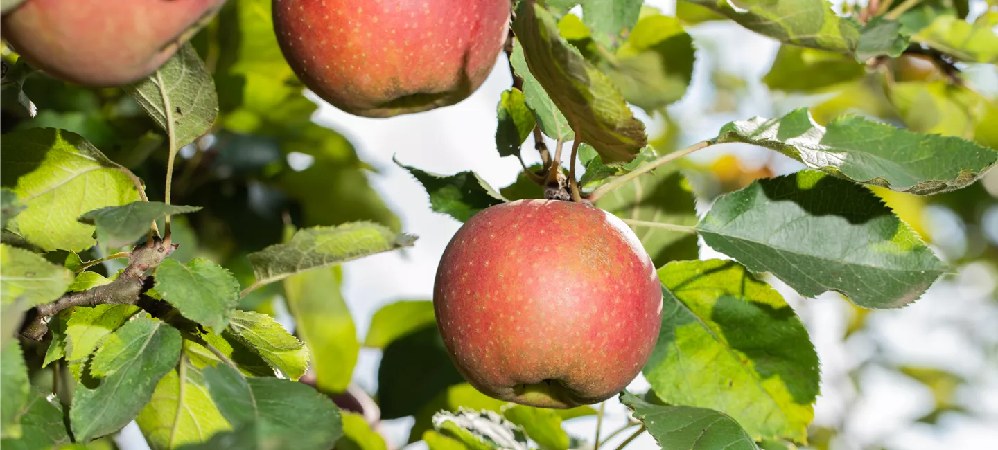 Apfel