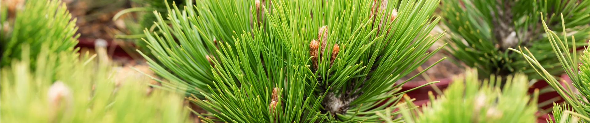 Pinus heldreichii 'Compact Gem'