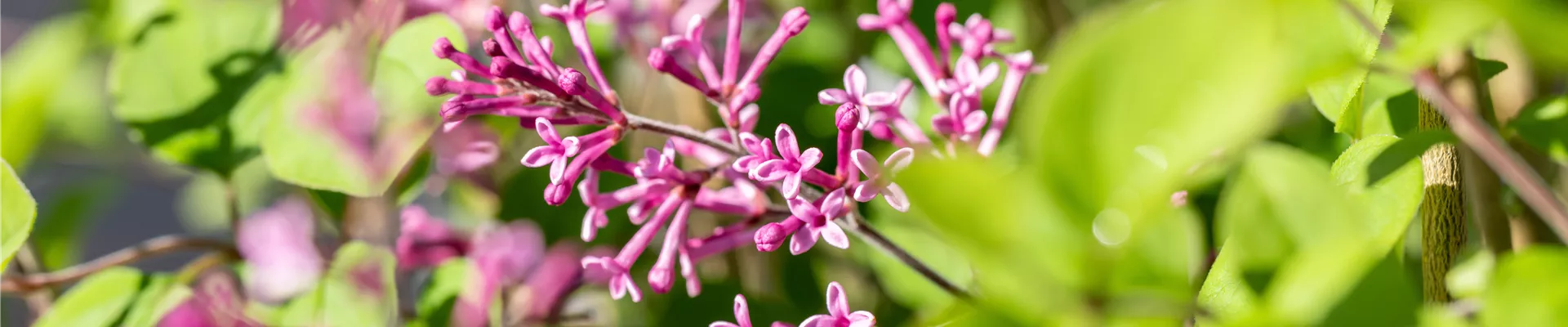 Syringa meyeri 'Lillifee'®(s)