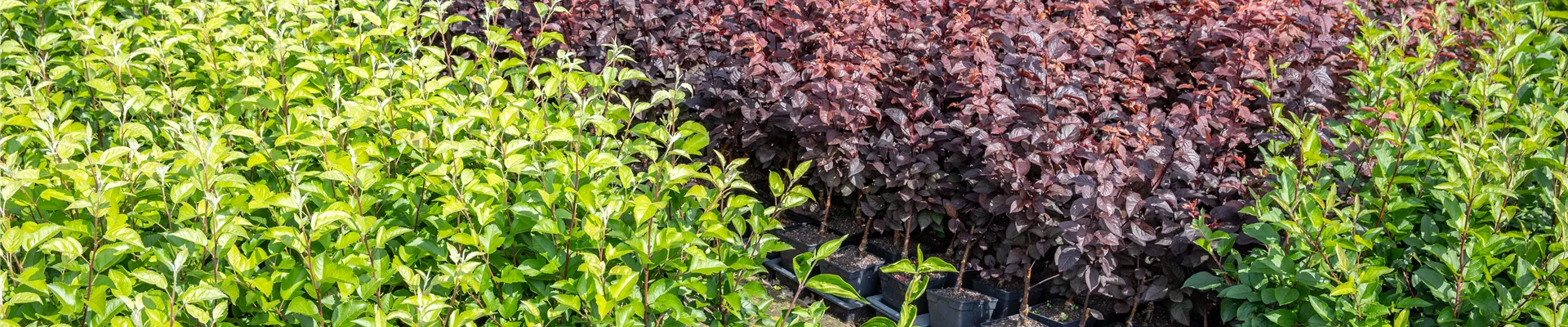 Pflanzen-Quatier in einer Baumschule