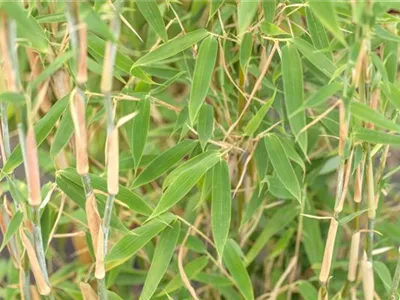 Begleitpflanzen für Bambus, die ihn in Szene setzen Begleitpflanzen für Bambus, die ihn in Szene setzen