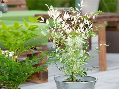 Bambus pflegen und Garten und Balkon verschönern Bambus pflegen und Garten und Balkon verschönern