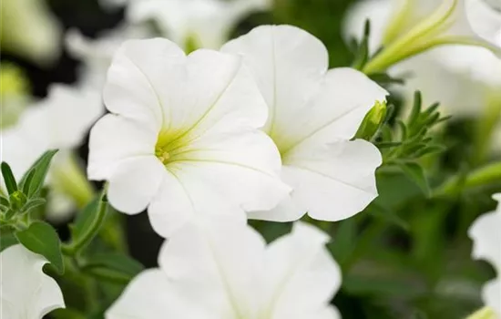 Beet und Balkon bepflanzen und bunt ins neue Gartenjahr starten Beet und Balkon bepflanzen und bunt ins neue Gartenjahr starten
