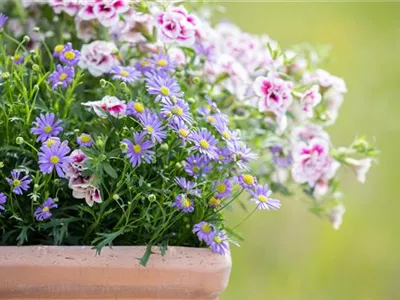 Beet- und Balkonpflanzen schneiden – Ja oder nein? Beet- und Balkonpflanzen schneiden – Ja oder nein?