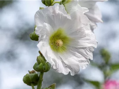 Begleitpflanzen für Rosen – So kommen die Königinnen groß raus