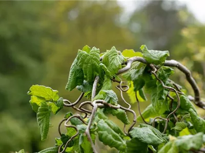 Beliebte Laubgehölze für den eigenen Garten Beliebte Laubgehölze für den eigenen Garten