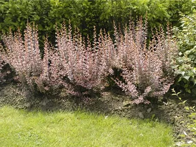 Berberitzen bereichern den Garten in jeder Hinsicht Berberitzen bereichern den Garten in jeder Hinsicht
