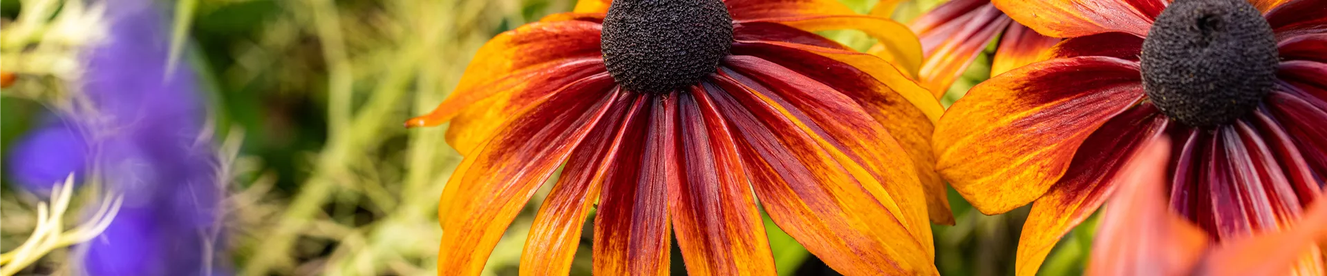 Rudbeckia hirta 'Chocolate Orange' Rudbeckia hirta 'Chocolate Orange'