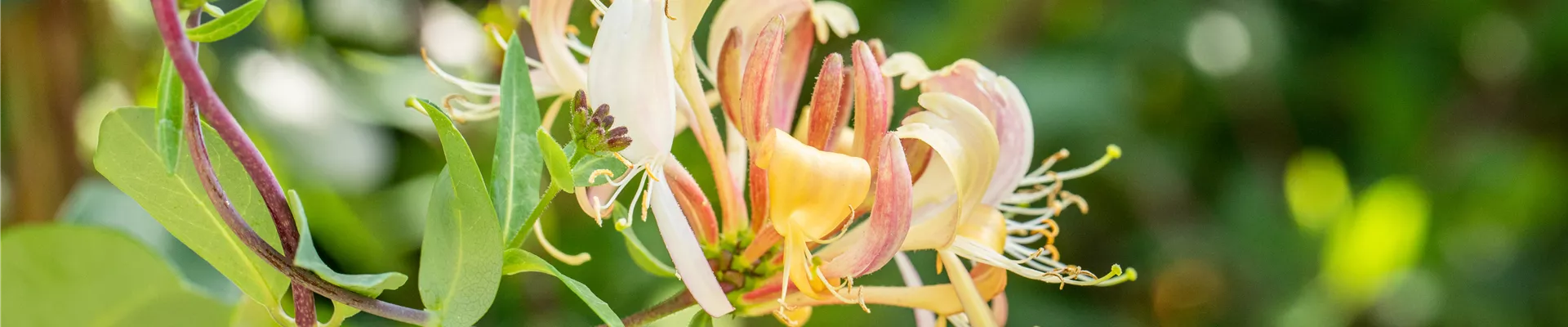 Lonicera tellmanniana