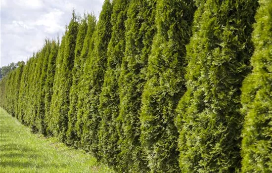Eine Thuja im Garten bringt Farbe ins Spiel Eine Thuja im Garten bringt Farbe ins Spiel