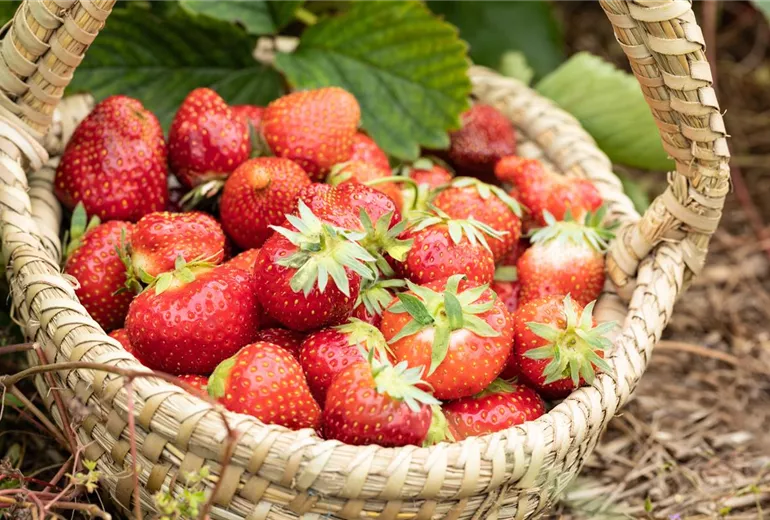 Fragaria x ananassa 'Allegro'
