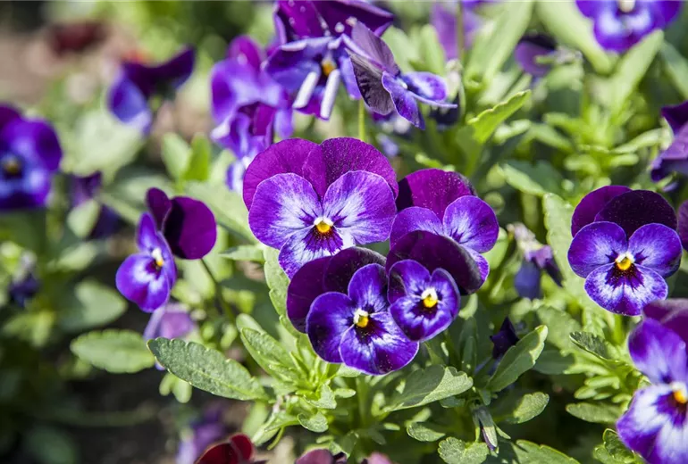 Viola tricolor
