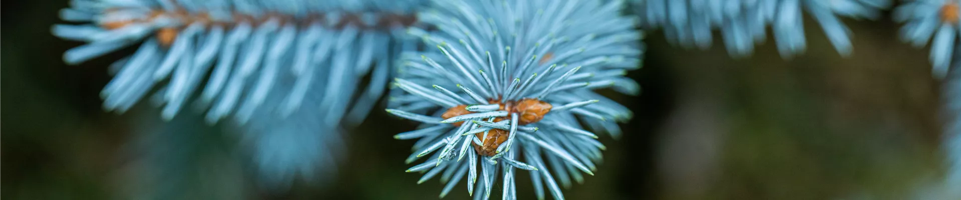 Picea pungens 'Dittersdorfer Zwerg'