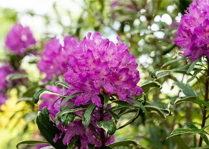 Immer gut in Form – Rhododendron zurückschneiden