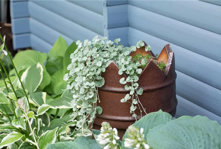 Dichondra argentea