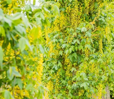 Laubgehölze einpflanzen – Gut gepflanzt ist halb gepflegt