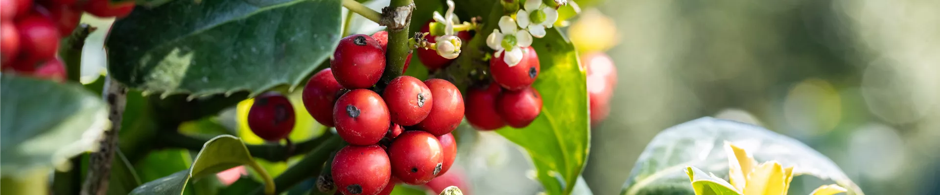 Ilex aquifolium Ilex aquifolium