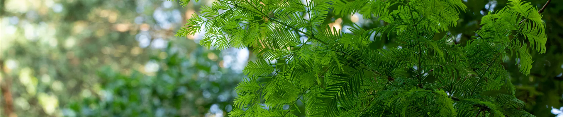 Metasequoia glyptostroboides
