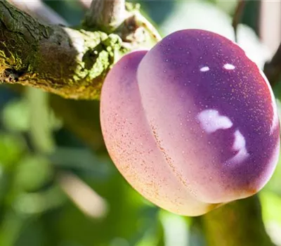 Obstgehölze pflegen und den Garten gleich mit