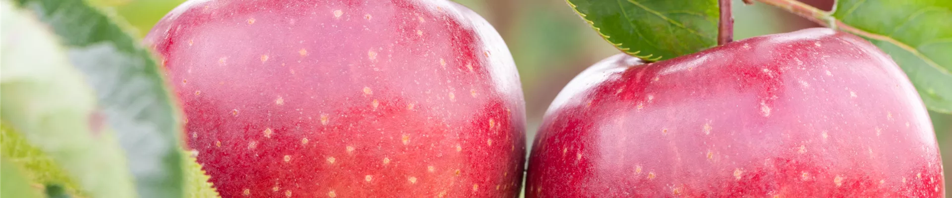 Malus domestica 'Jonagold'