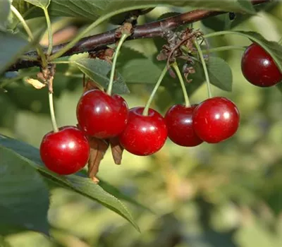 Obstgehölze zurückschneiden und damit jung und frisch halten