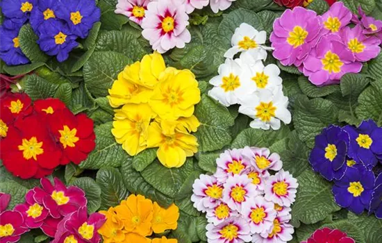 Primeln als unschlagbare Blütenstars im Frühling