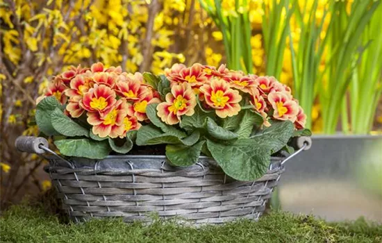 Primeln pflanzen und einen bunten Frühling genießen