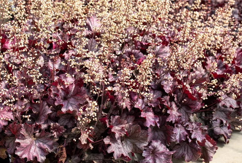 Heuchera 'Rex Purple'