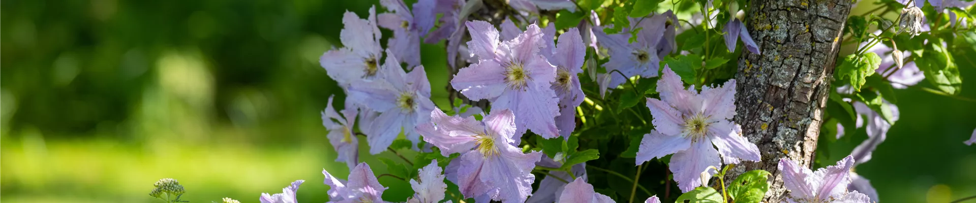 Clematis 'Proteus'