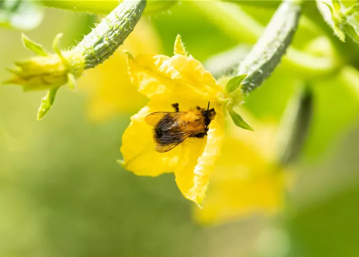 Bienenfreundliche Pflanzen für Garten und Co.
