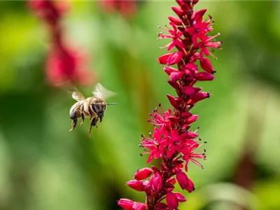 Bienenfreundliche Balkonpflanzen für Bienensnacks in der Stadt