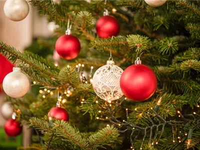 Die beliebtesten Pflanzen als Weihnachtsbaum