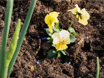 Dünger – organisch oder doch eher mineralisch?