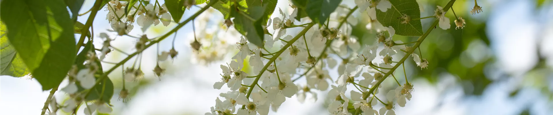 Prunus padus Prunus padus